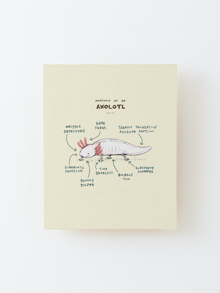 Alternate view of Anatomy of an Axolotl Mounted Print