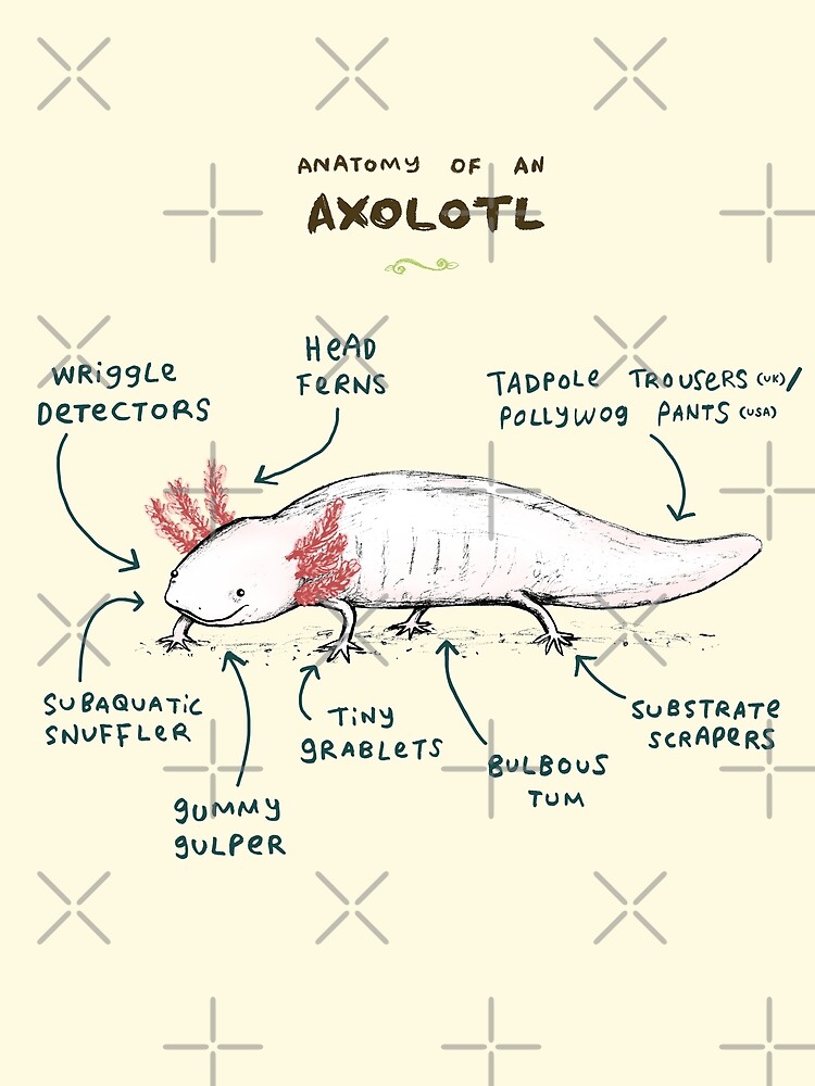 "Anatomy of an Axolotl" Scarf by SophieCorrigan Redbubble