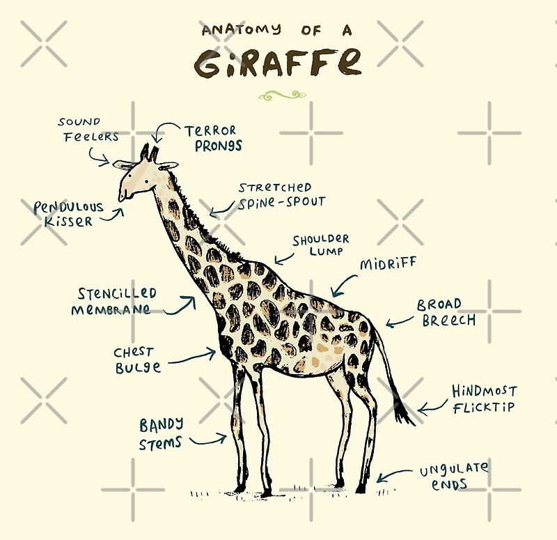 "Anatomy of a Giraffe" by Sophie Corrigan | Redbubble