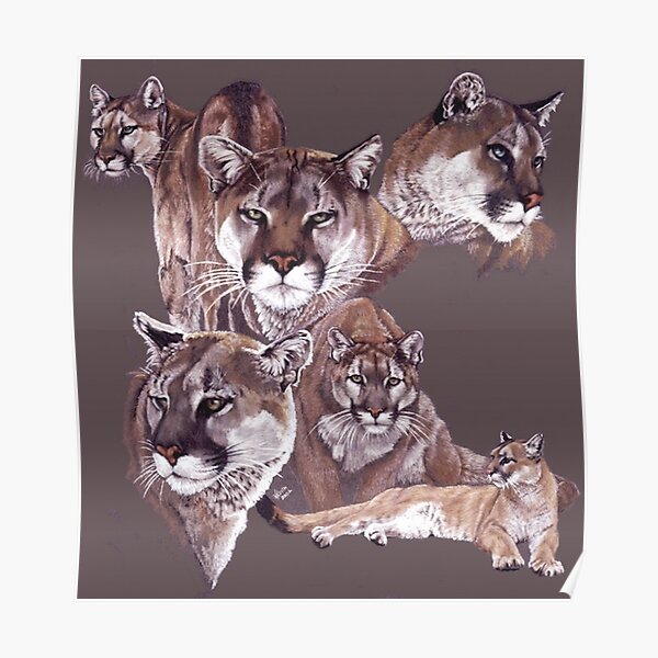 Florida panther or cougar digital painting Florida panther or cougar digital painting