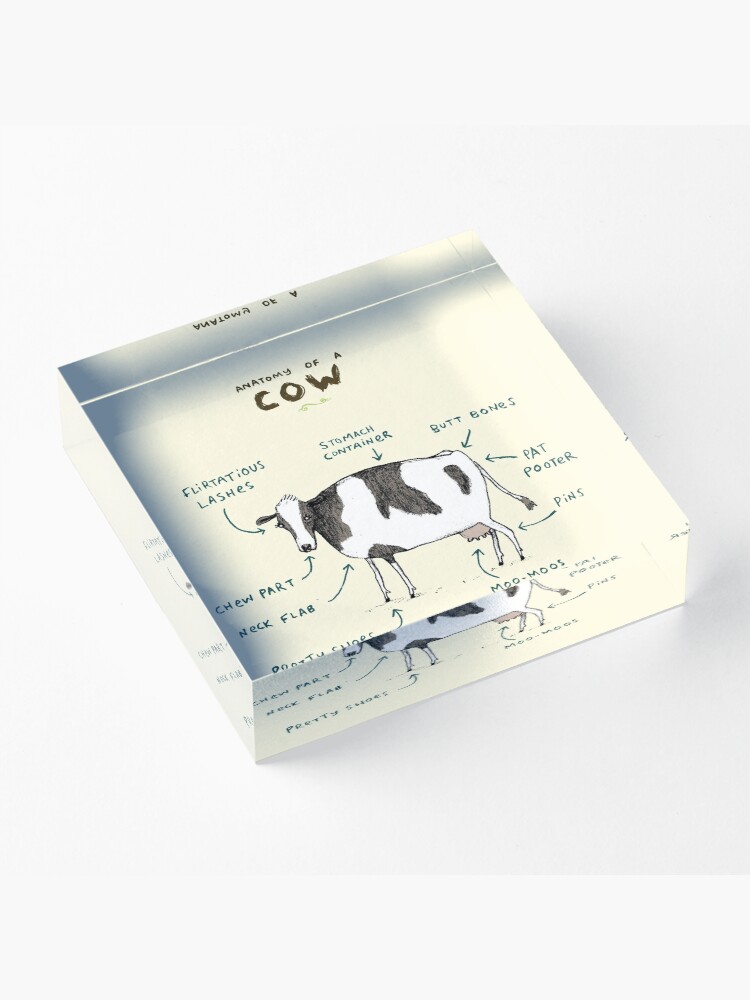 Alternate view of Anatomy of a Cow Acrylic Block