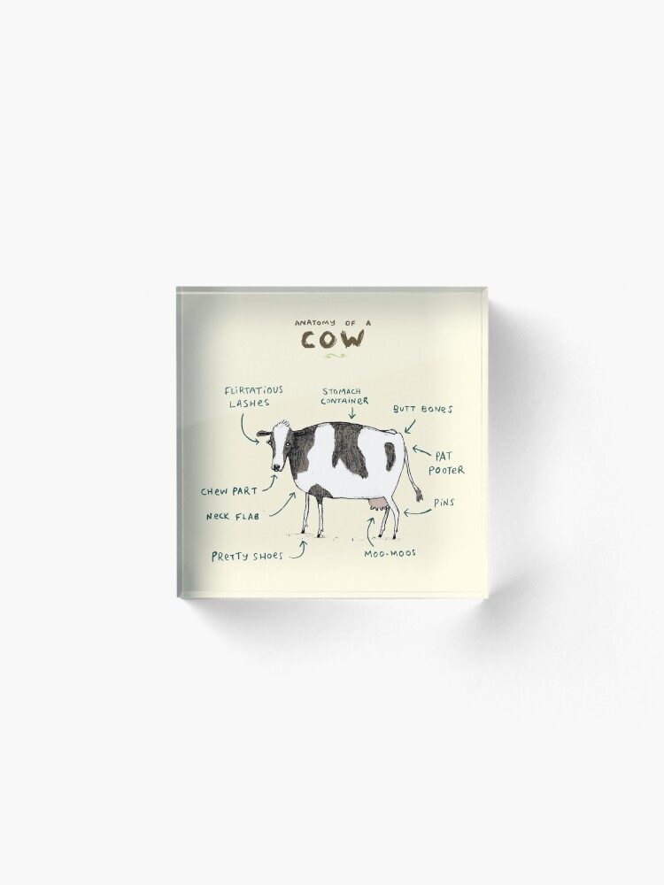 Alternate view of Anatomy of a Cow Acrylic Block