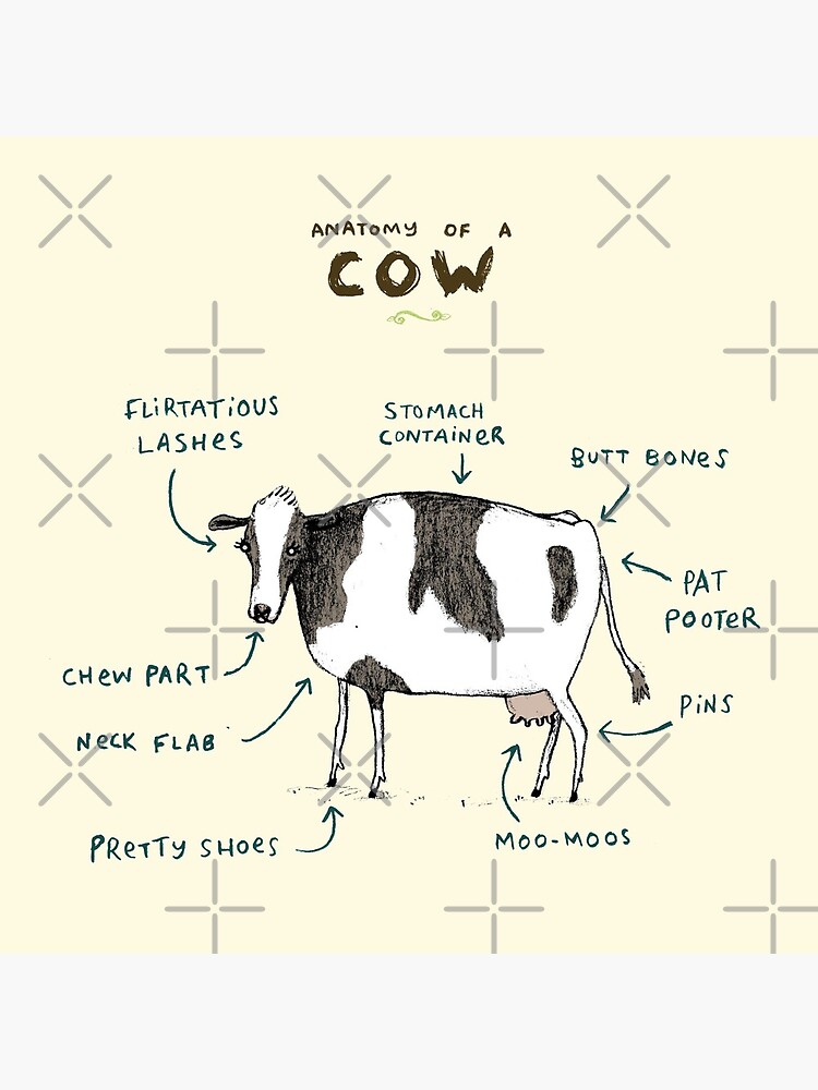 Anatomy of a Cow by SophieCorrigan