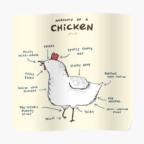 Anatomy of a Chicken Poster