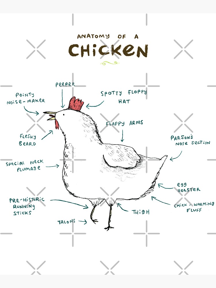 Anatomy of a Chicken by SophieCorrigan