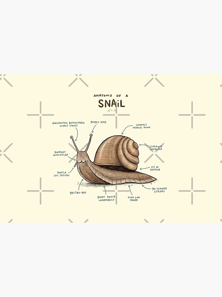 Anatomy of a Snail by SophieCorrigan