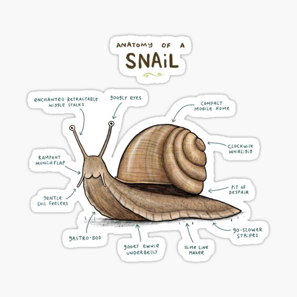 Anatomy of a Snail Sticker