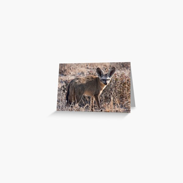 Bat-eared fox side view Greeting Card