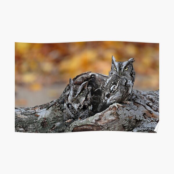 Eastern Screech Owls Poster