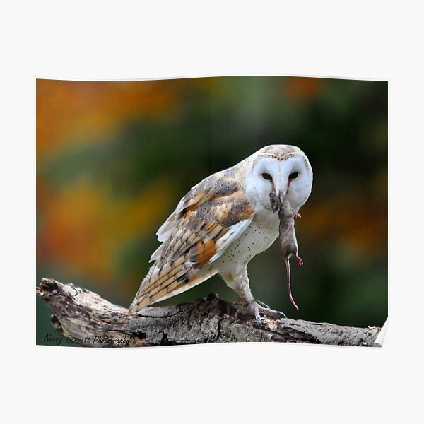 Barn Owl with Dinner Poster