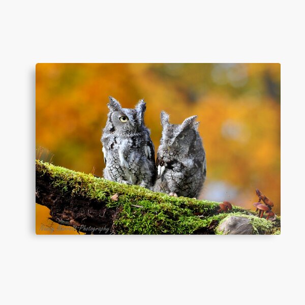 Eastern Screech Owl Pair Metal Print