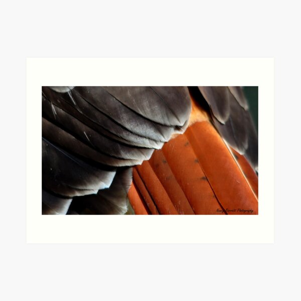 Redtail Art Print