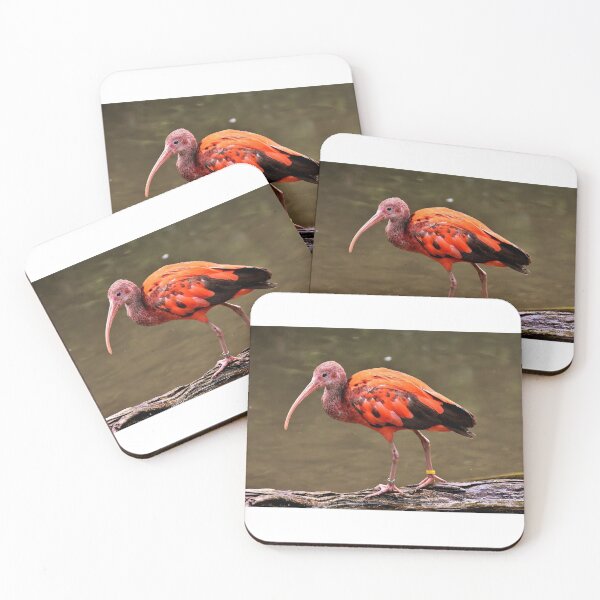 Item preview, Ibis designed and sold by Zoozwear Apparel.