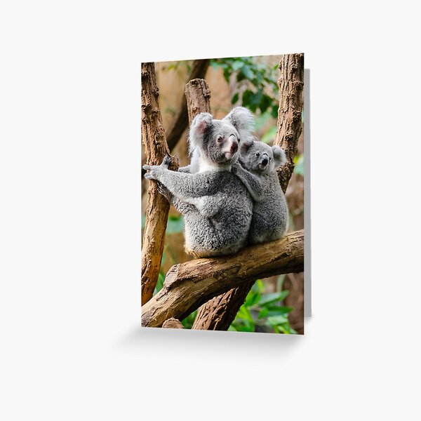 Item preview, Koala Bears designed and sold by Zoozwear Apparel.
