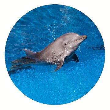 Vorschaubild zum Design Geschenkidee Delfin Foto in Südafrika von Katja LebenFreude