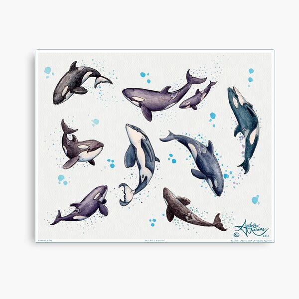 "Orca Pod in Watercolor" by Amber Marine, Killer Whale Art, © 2019 Canvas Print