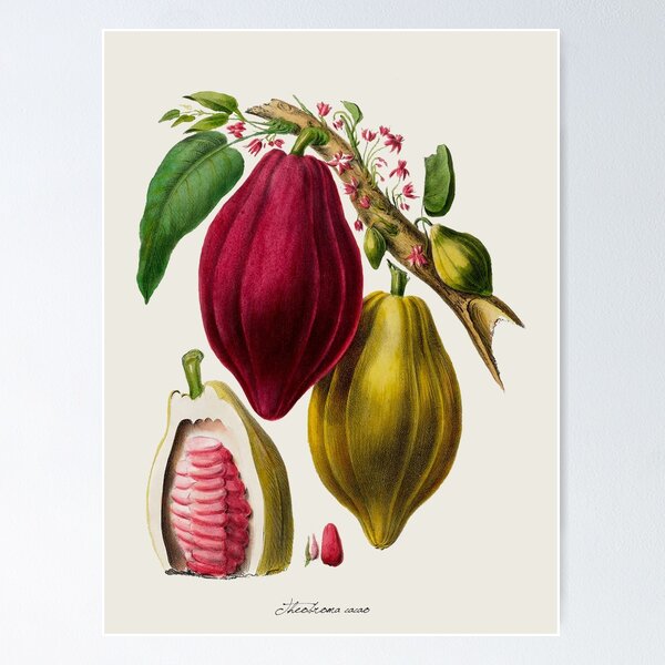 Item preview, Vintage Botanical Cocoa Plant-Solid Background designed and sold by ElectricCoffee.