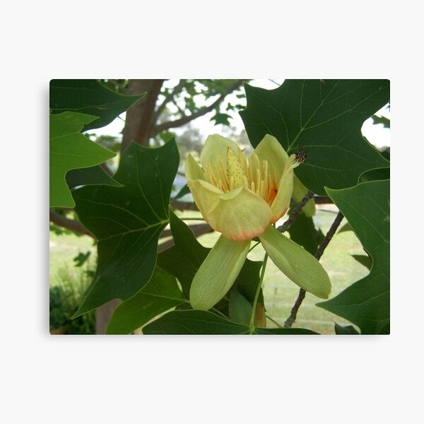 A tulip on a tulip tree. Canvas Print