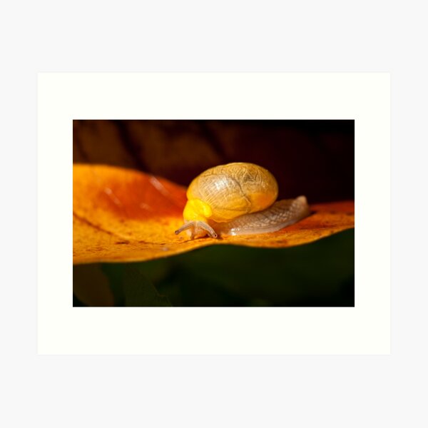 Little Things Art Print