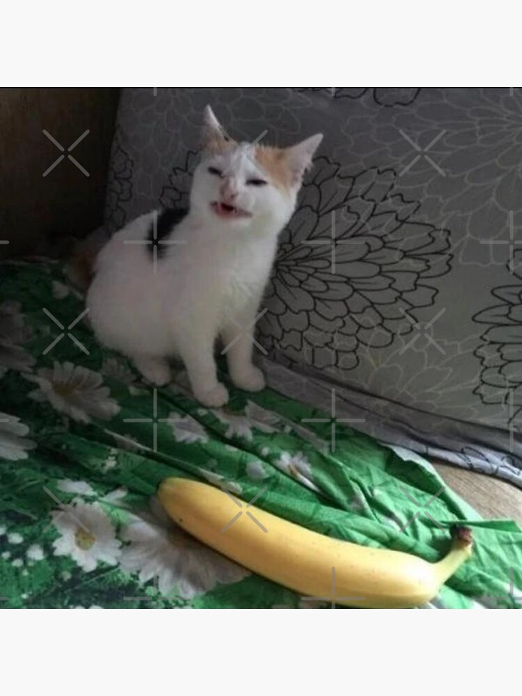 angry cat banana