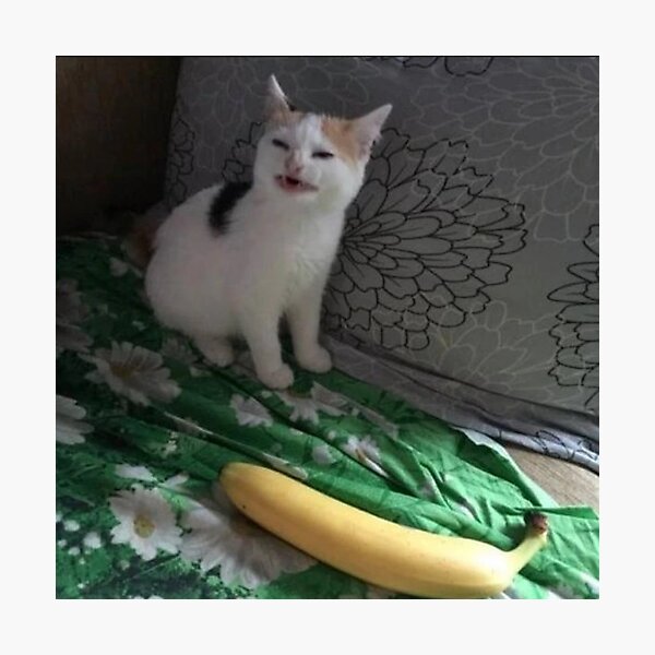 angry cat banana