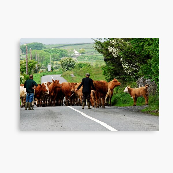 Rural Ireland Canvas Print