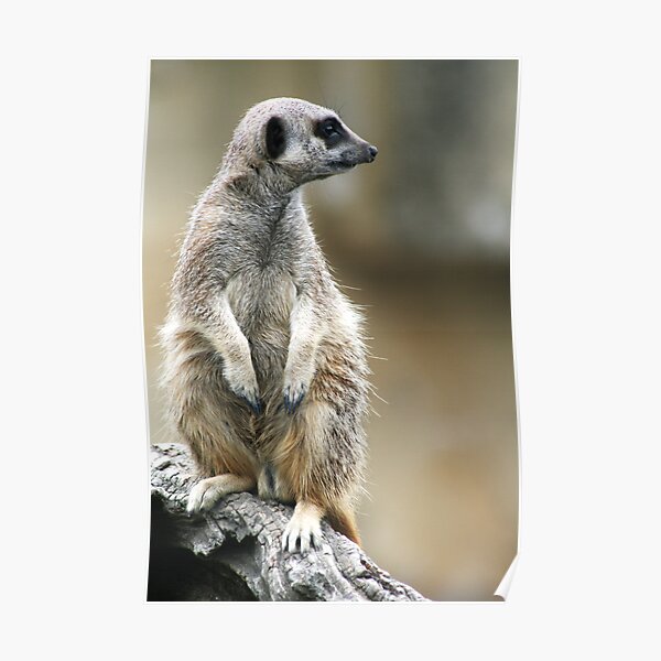 Meerkat portrait Poster