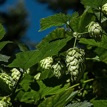 Artwork thumbnail, Hops by eedly