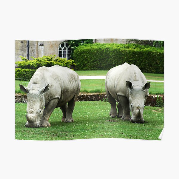 Rhinos on the lawn! Poster