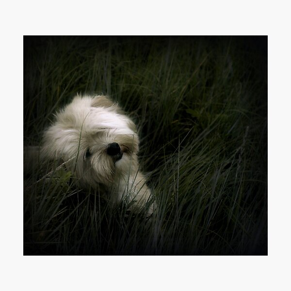 Happy Birthday Gizmo Photographic Print