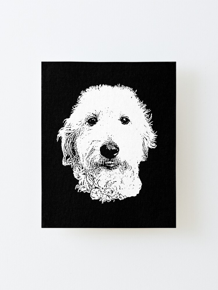 doodle dandy goldendoodles