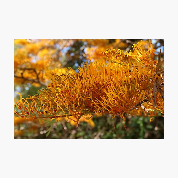 Item preview, Autumn Colour designed and sold by Honey Myrtle Studio.