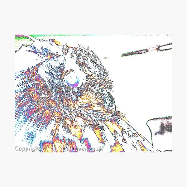Le Owl Photographic Print