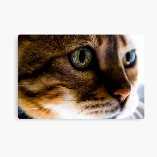 Tiggy wiggy big eyed cat Canvas Print