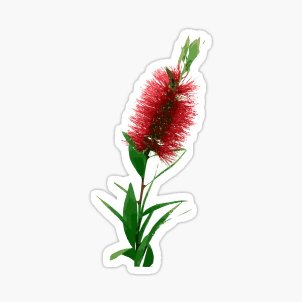 Bottlebrush Australian Native Flower - Red Sticker
