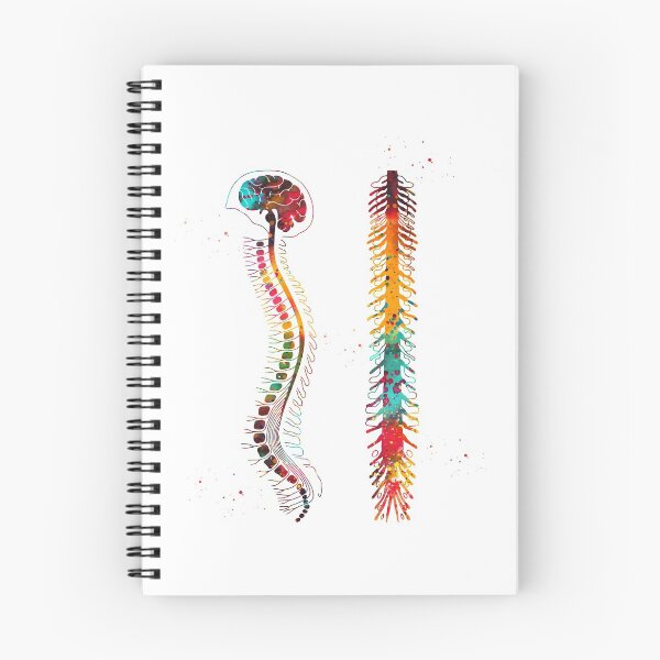 Item preview, Brain with spinal cord designed and sold by Liededrom..