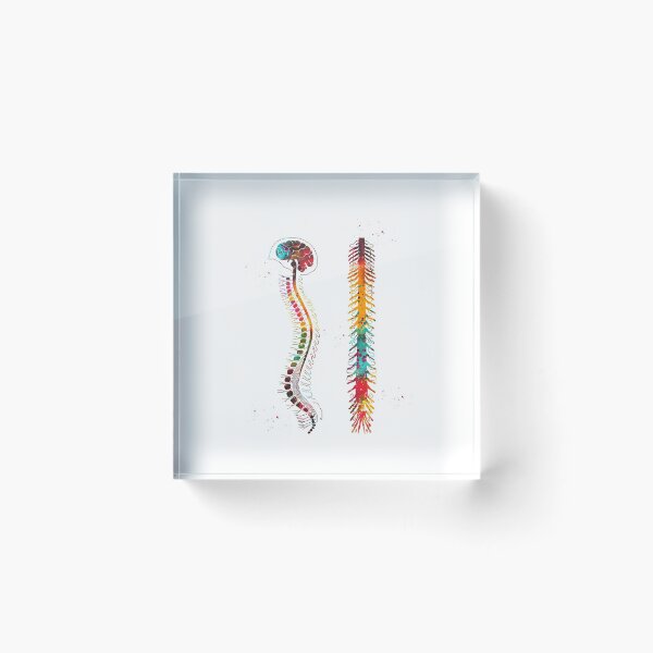 Item preview, Brain with spinal cord designed and sold by Liededrom..