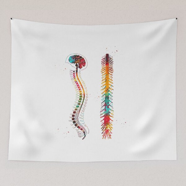 Item preview, Brain with spinal cord designed and sold by Liededrom..