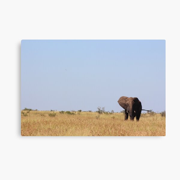 Lone Bull Canvas Print