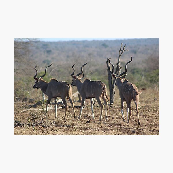 Trio of Kudu Photographic Print