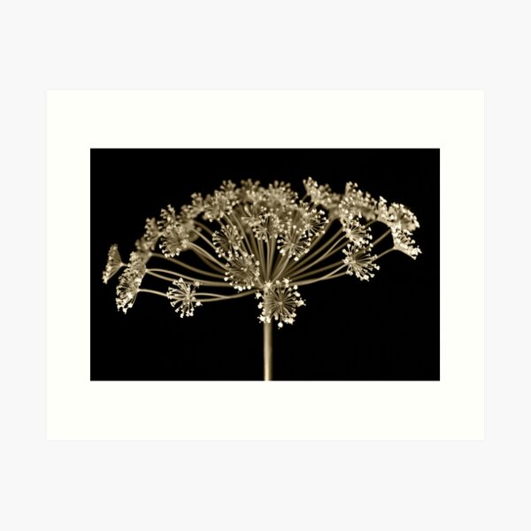 Item preview, Fennel designed and sold by carlosporto.