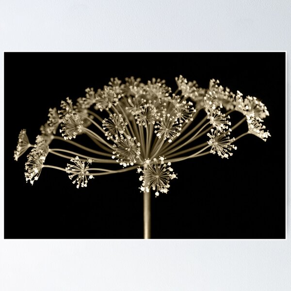 Item preview, Fennel designed and sold by carlosporto.