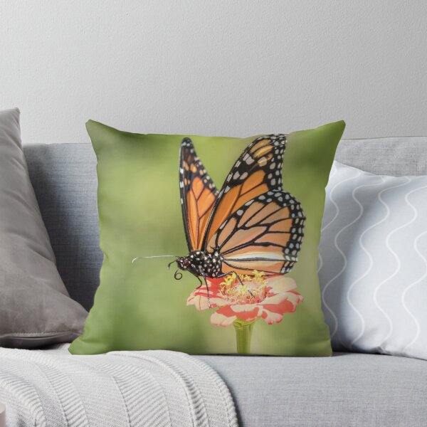 Artikelvorschau, Monarch auf Zinnia 3-2015 entworfen und verkauft von Thomasyoung.