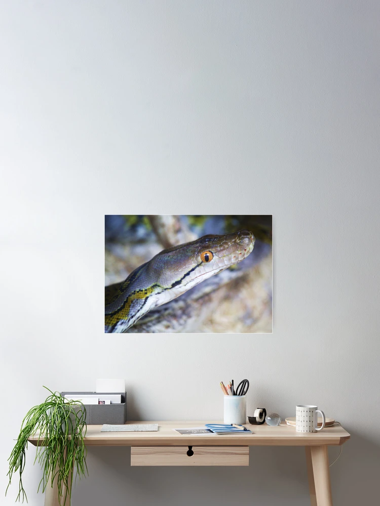 Thumbnail 2 of 3, Poster, Reticulated Python designed and sold by Paulette1021.