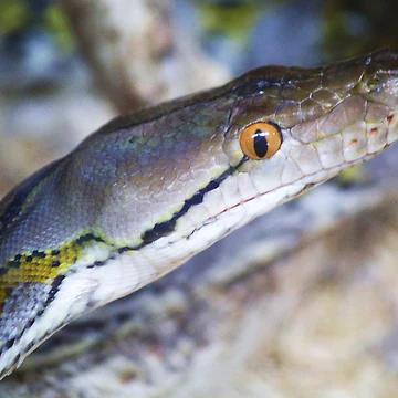 Artwork thumbnail, Reticulated Python by Paulette1021