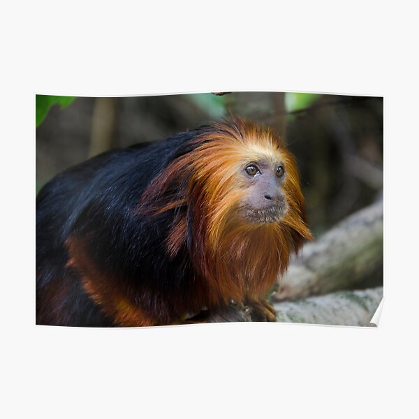 Golden Lion Tamarin Posters Redbubble