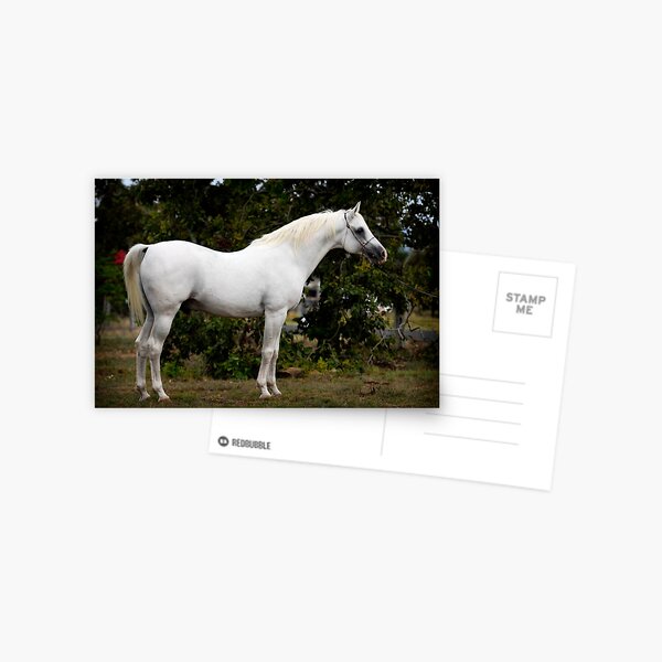 The White Horse Two Postcard