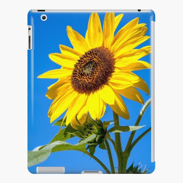 Sunflower, Summer, Blue Sky, Iphone Case, iPad Snap Case