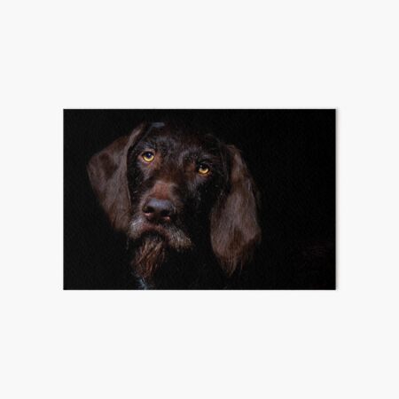 German Wirehaired Pointer Portrait Art Board Print