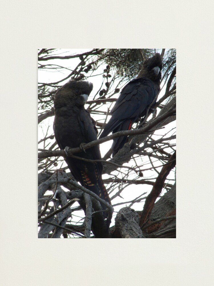 glossy black cockatoo kangaroo island